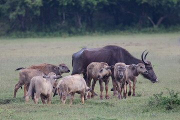 Water buffalo calves stick close to their herd for protection in the wild.