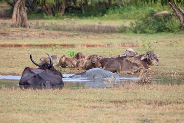 A herd of water buffalo relaxing close to a water hole in Kumana national park.