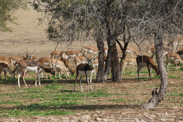 herd of impala in the field trees