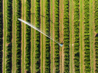 Irrigation in orange plantation on sunny day in Brazil