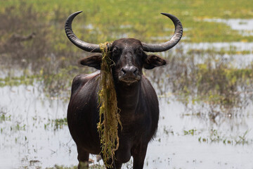 A large majestic water buffalo stares aggressively ahead.