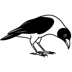 Crow Pecking Ground Black and White Illustration