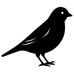 Canary Bird Silhouette Vector Isolated On White