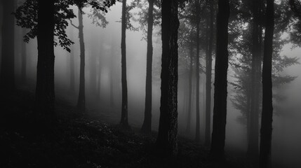 Fototapeta premium A dark forest in black and white with fog rolling in 