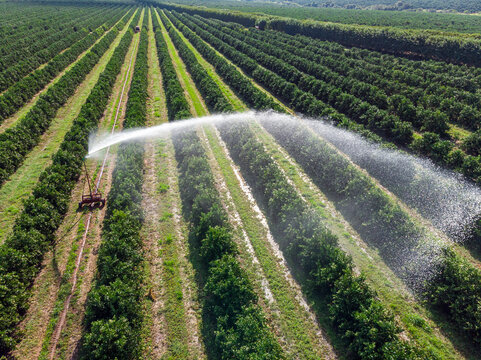 Irrigation in orange plantation on sunny day in Brazil - Powered by Adobe