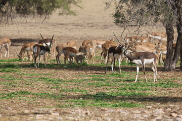 Naklejka premium group of deer wondering in the field