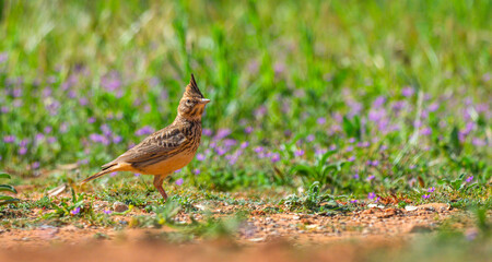 Crested Lark, Galerida cristata, Mediterranean Forest, Castilla La Mancha, Spain, Europe