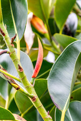 Obraz premium Ficus elastica pertenece a la familia de Moraceae.