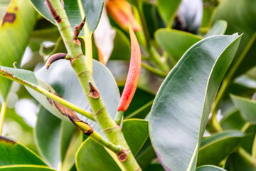 Obraz premium Ficus elastica pertenece a la familia de Moraceae.