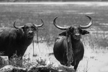 A herd of aggressive water buffalo stare aggressively ahead.