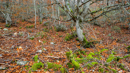 Fototapeta premium Hayedo de la Pedrosa Natural Protected Area, Beech Forest Autumn Season, Fagus sylvatica, Riofrío de Riaza, Segovia, Castilla y León, Spain, Europe