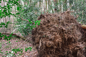 Fallen tree roots on the forest floor