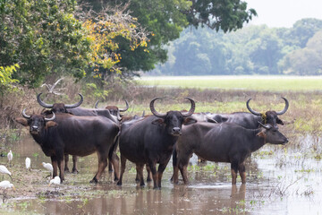 A herd of aggressive water buffalo stare aggressively ahead.