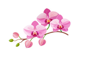 orchid isolated on white background