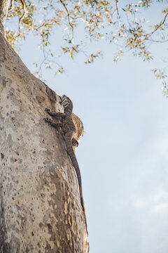 Goanna monitor lizard climbing up the trunk of a spotted gum tree