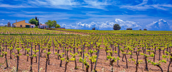 Valdepeñas Vineyards, Ciudad Real, Valdepeñas Denominación de Origen, Castilla La Mancha, Spain,...