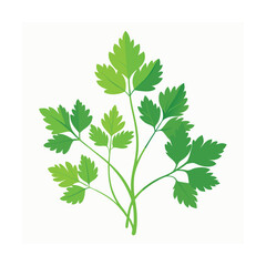 coriander plants in the field on vector art illustration