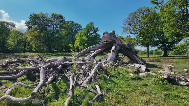Massive Tree Roots in Richmond Park on a Sunny Day, Natural Woodland Scene, 4K Footage from Osmo Pocket 3