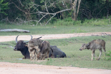 Water buffalo calves stay close to their herd for protection against predators in the wild.