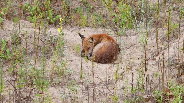fox sleeping curled up in a ball, after the rain, view from above