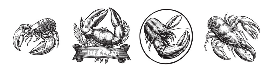 Vintage Style Illustrations of Different Lobster Variations, Set Logo design, Vector Illustration, Engraving style