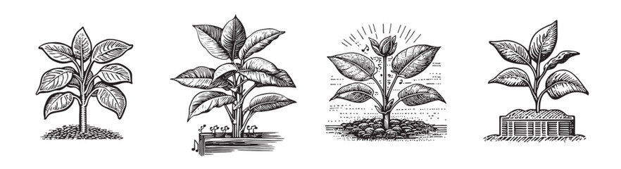 Illustrative Growth Stages of a Plant in Vintage Black and White Design, Set Logo design, Vector Illustration, Engraving style