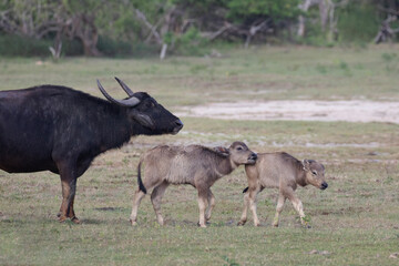 Water buffalo calves stay close to their herd for protection against predators in the wild.