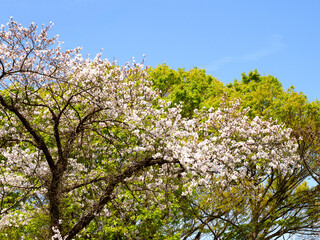 桜と新緑。背景に青空、日本の春