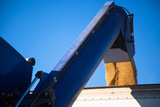 Wheat being augered from a blue chaser bin into a truck