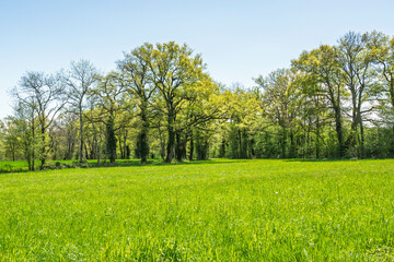Champ vert et lisière de forêt au printemps