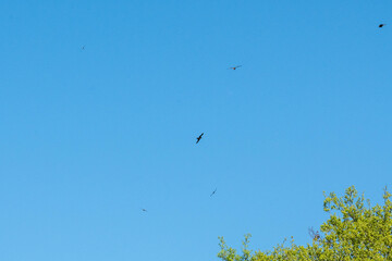 rapaces en vol ciel bleu