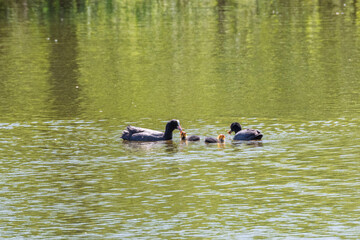 Une famille de foulques navigue paisiblement à la surface d’un étang, les adultes accompagnés de leurs petits, formant une scène tendre et naturelle en milieu aquatique.