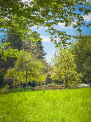 Prairie et arbres en renaissance printanière