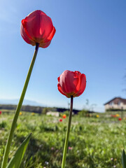 Vue en contre-plongée de tulipes colorées en pleine floraison, capturée depuis le dessous, avec la lumière du soleil traversant ses pétales translucides sur un fond de ciel bleu.