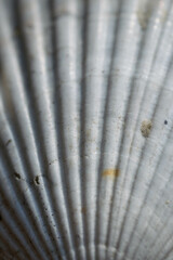 ne coquille Saint-Jacques élégante, aux stries symétriques et à la teinte nacrée