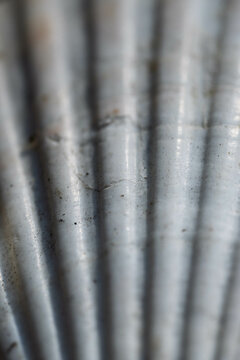 ne coquille Saint-Jacques &eacute;l&eacute;gante, aux stries sym&eacute;triques et &agrave; la teinte nacr&eacute;e