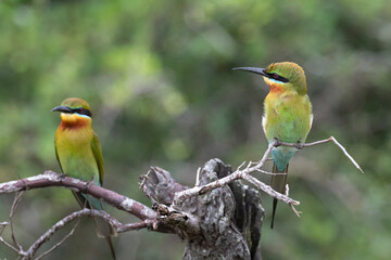 Chestnut headed bee eaters perched on a branch enjoying the warmth of the sun.