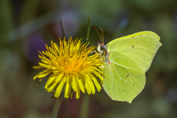 Spring flowers and insects in macro photos.