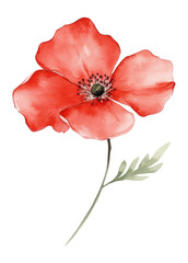 PNG Red summer flower illustration watercolor delicate.
