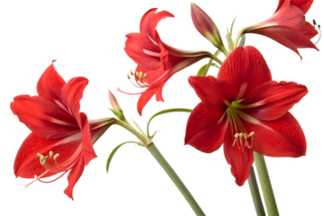 Bouquet of red tulips
