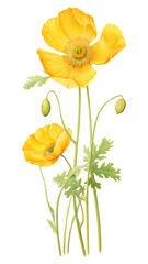 Naklejka premium PNG Buttercup flower illustration botanical.