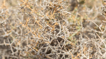 Barbed Branches Present A Harsh Desert Landscape.