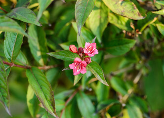 Blooming flowers of weigela. Shallow depth of field.