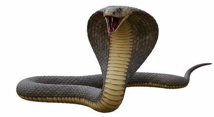 A striking king cobra poised with hood flared open mouth and tongue visible on a white background