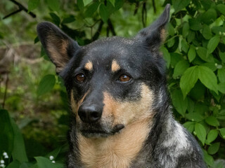 Alert Australian Cattle Dog Portrait