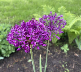 This year, for the first time, we received beautiful bright flowers of the Aflatun onion, or Dutch Purple Sensation, in the flower garden. A bright spring basket with bright burgundy small flowers