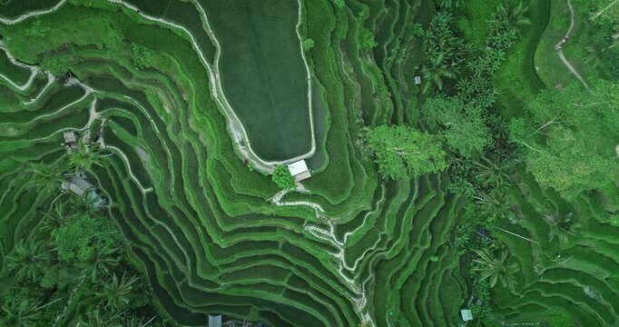 Aerial view of the beautiful Tegalalang rice paddies forming mesmerizing patterns with their green terraces, trees and paths, a testament to traditional Balinese agriculture in Ubud, Indonesia