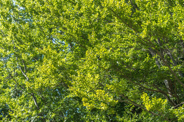 beech forest in the Carpathians..