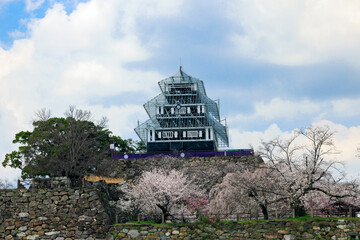 舞鶴公園の桜
