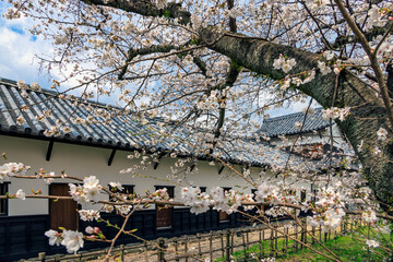 舞鶴公園の桜
